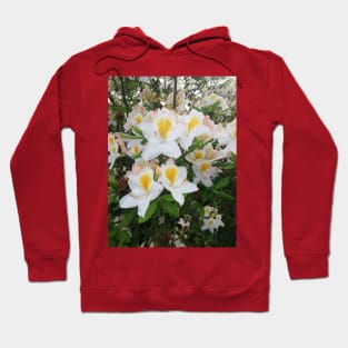 White Garden Lilies In The Spring Acrylic Hoodie